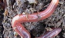 蚯蚓高清在线观看,高清在线观看带你走进神奇地下世界